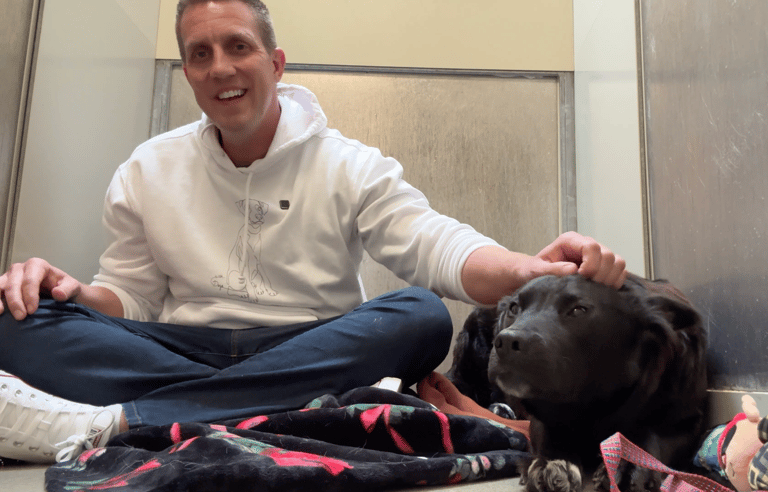 Sitting With Dogs - Honey
