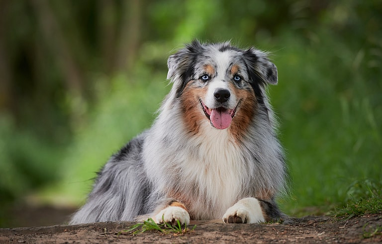 Breeds That Pioneered America-Australian Shepherd