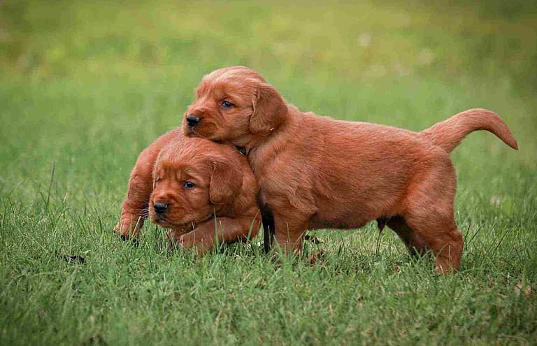 Red Golden Retriever