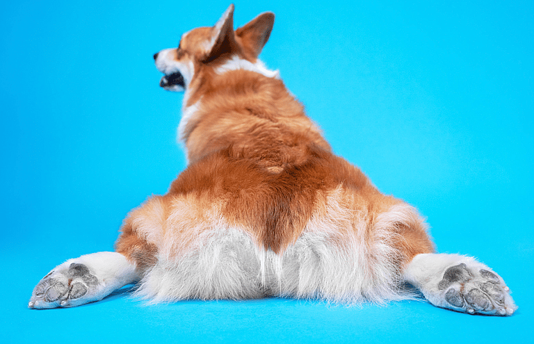 Corgi Tail Docking