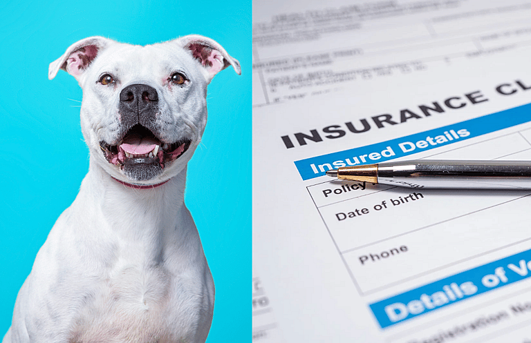 Pitbull-Friendly Homeowners Insurance