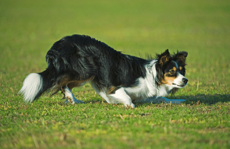 Border Collie