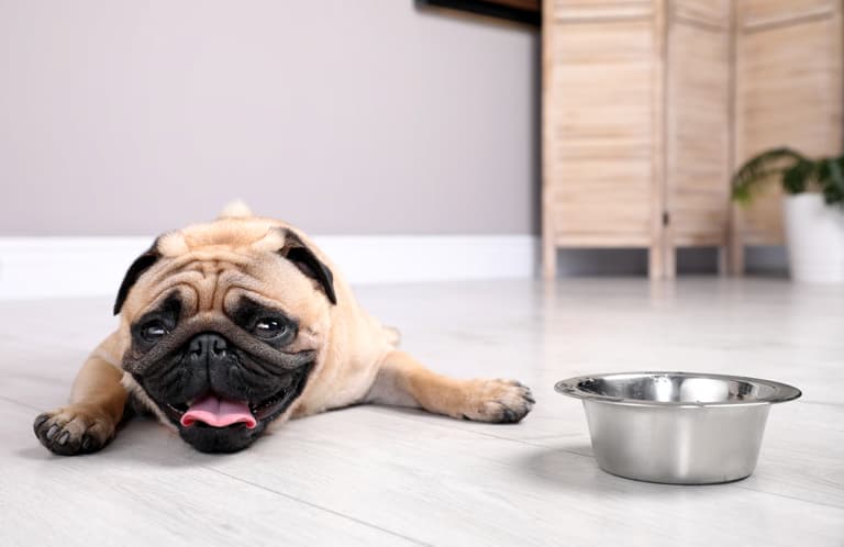 Dehydration in Dogs