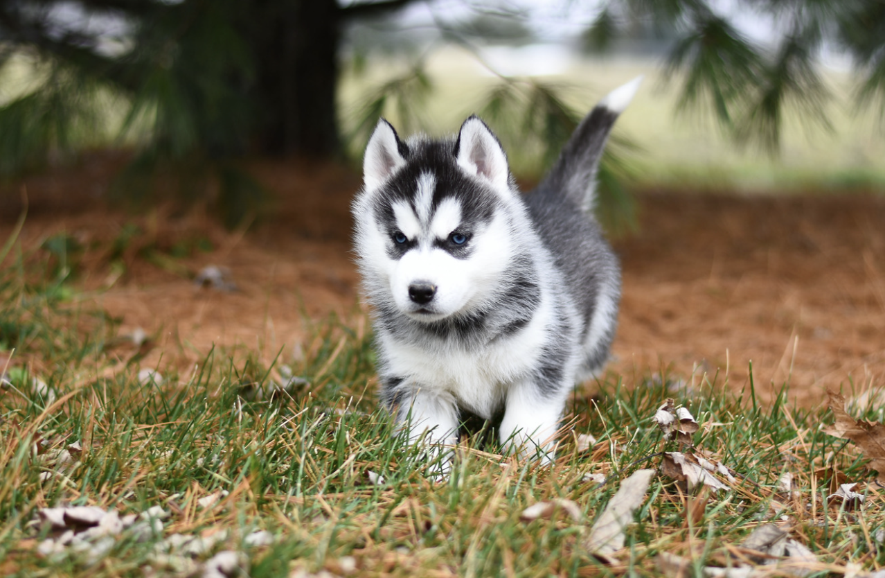 A husky puppy