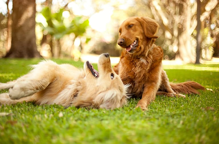 Spiritual Dog Names