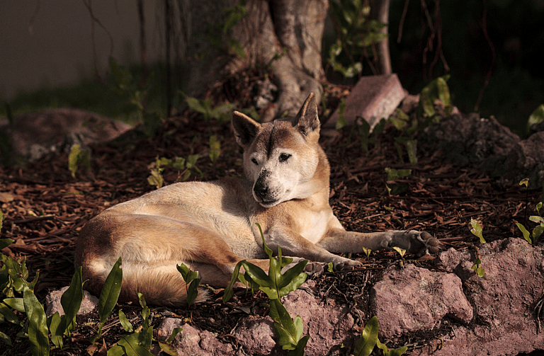 Dog Breeds On The Brink Of Extinction - New Guinea Singing Dog