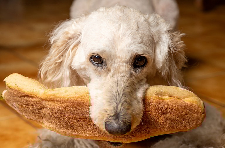 Can dogs eat bread?