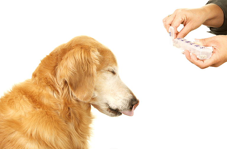 Viral TikTok Shows The Symptoms of Canine Dementia—Learn What To Look For