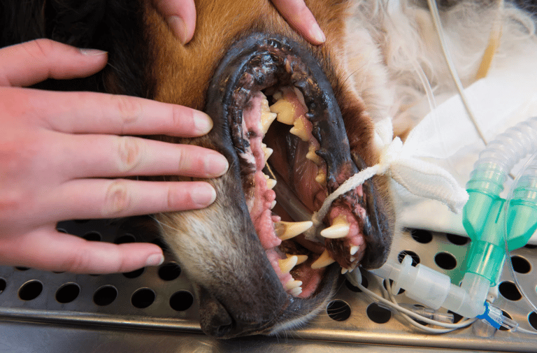 dog root canal