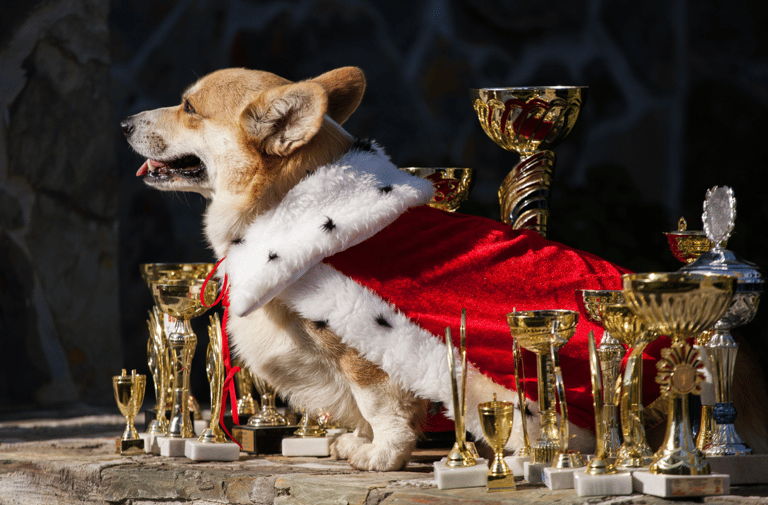 Corgi Names