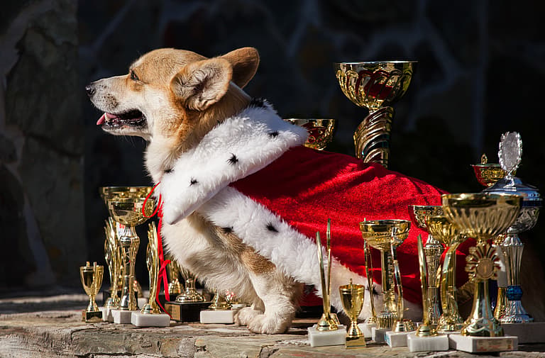 Corgi Names