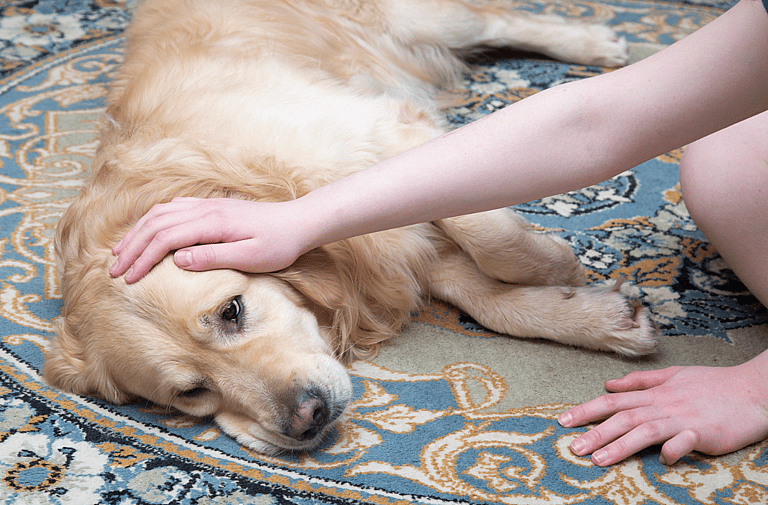 Can Dogs Drink Alcohol