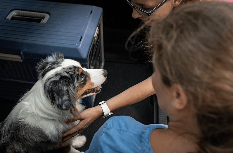 Animal Transporters