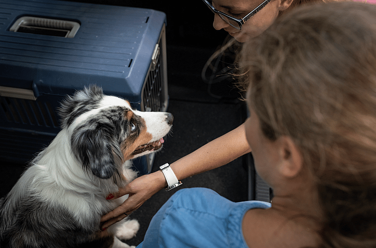 Animal Transporters