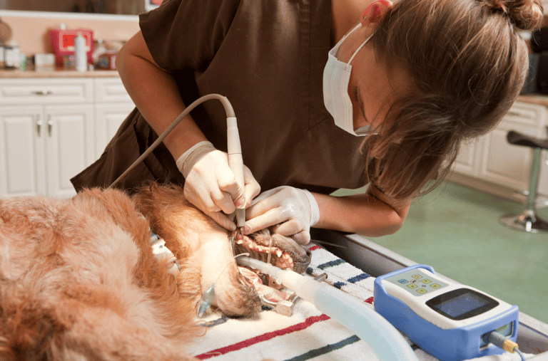 dog root canal