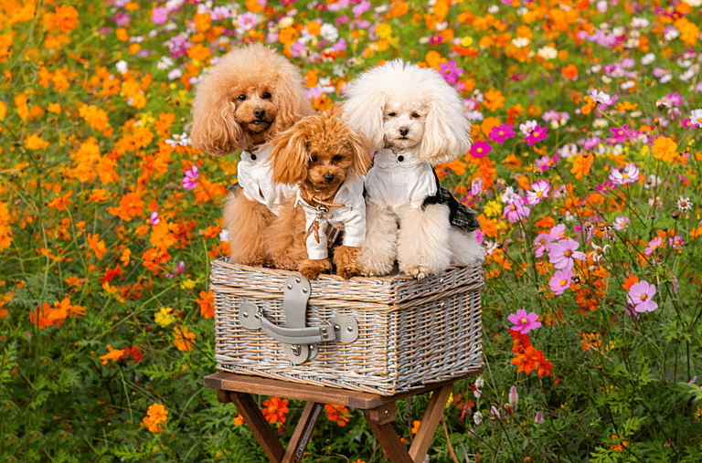 Poodle Names