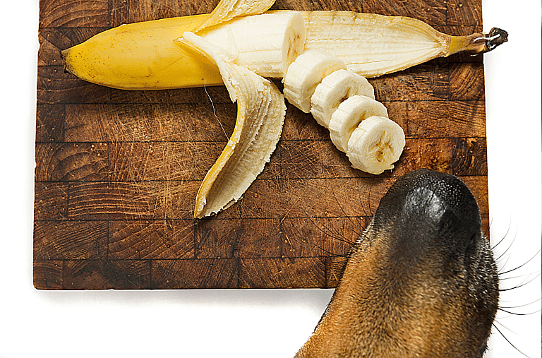 Can Dogs Eat Bananas?