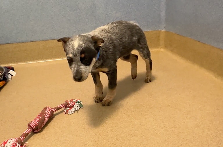 Sitting with Dogs: When a Broken Leg Couldn't Break His Spirit: Shelter Puppy's Resilience Inspires