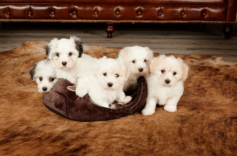 Coton de Tulear Dog