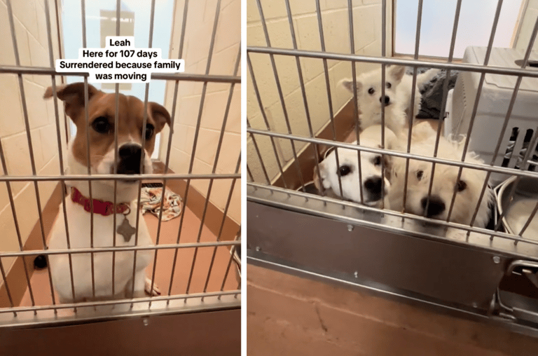 Dogs' Hearts Shattered After Failing to Get Adopted Over the Weekend