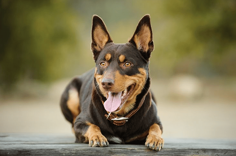 The Surprising Truth About the Australian Shepherd + 10 Other Dogs Bred Down Under: Australian Kelpie