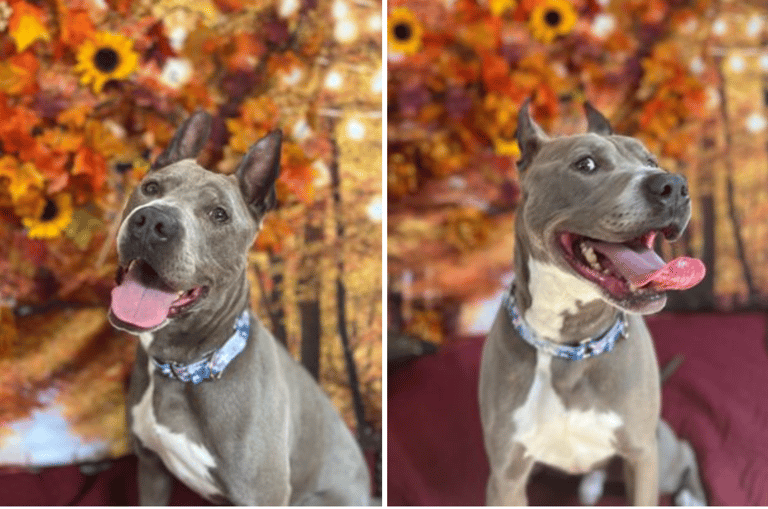 dog rescue : Shelter Dog's Heartbreaking 6-Year Stay: The Truth Behind His 'Rescue Only' Status