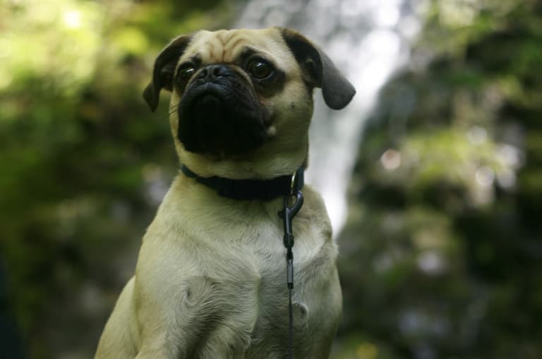 pug names