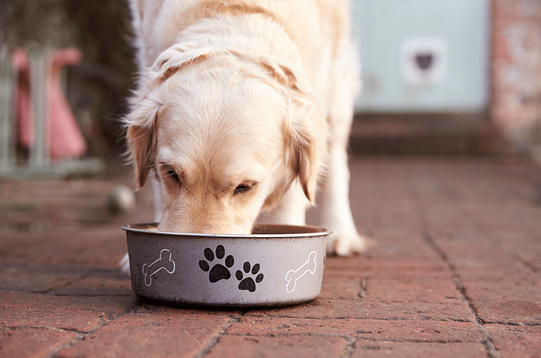 Can Dogs Eat Tuna?