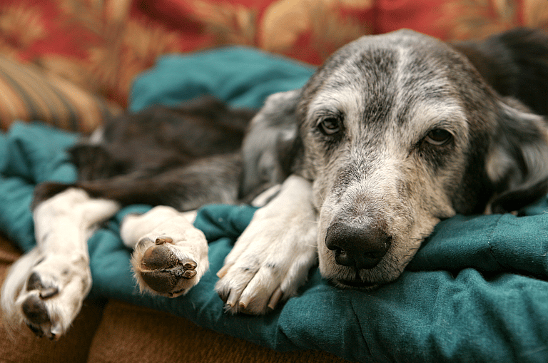 Vestibular Disease in dogs