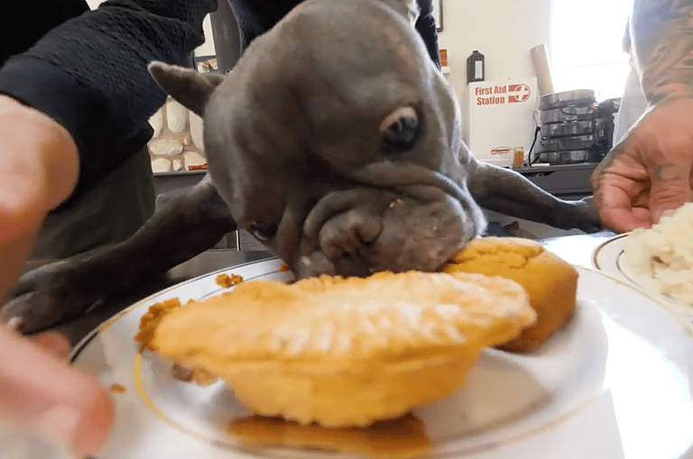 Homeless Dog's Reaction to Thanksgiving Dinner