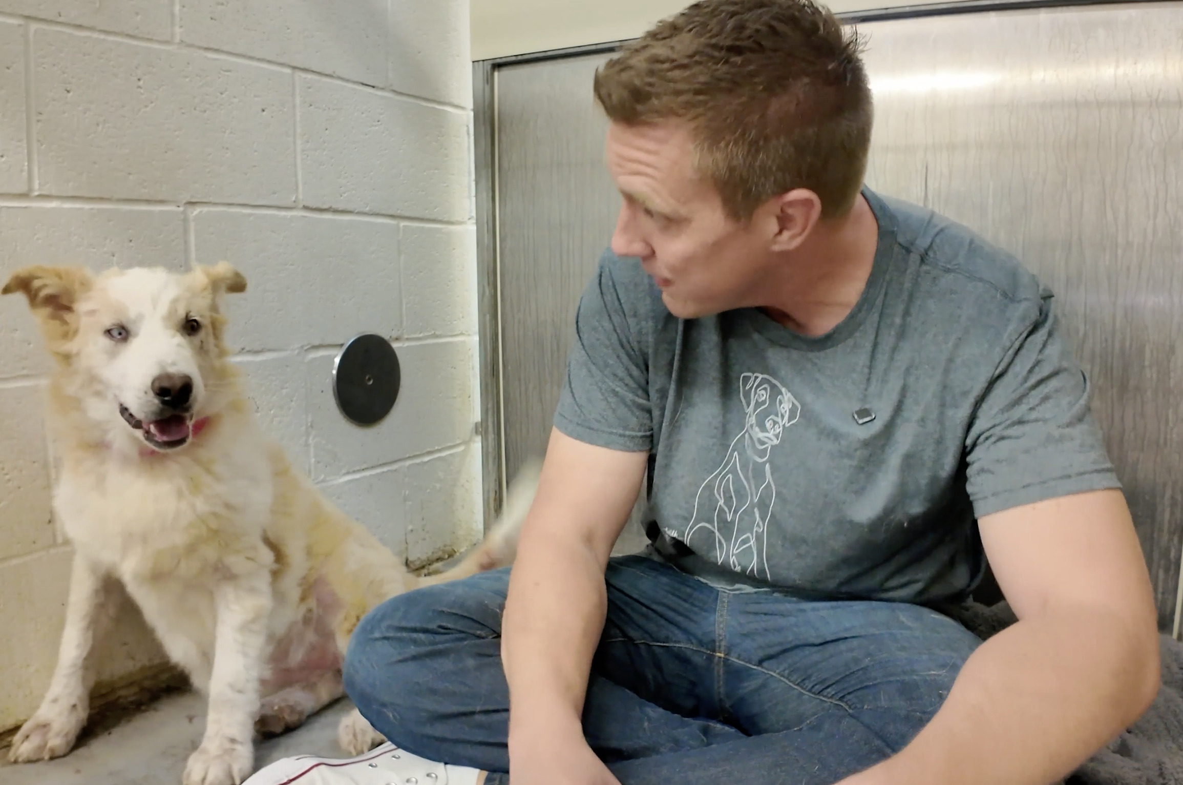 Sitting with dogs:  This 'Senior' Dog's Age Will Surprise You