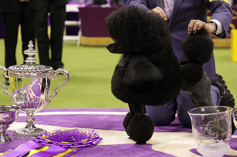 Westminster dog show