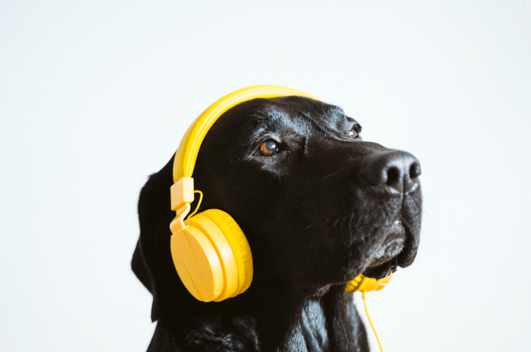 Black Dog Names