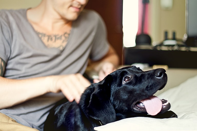 Do Dogs Like Massages?