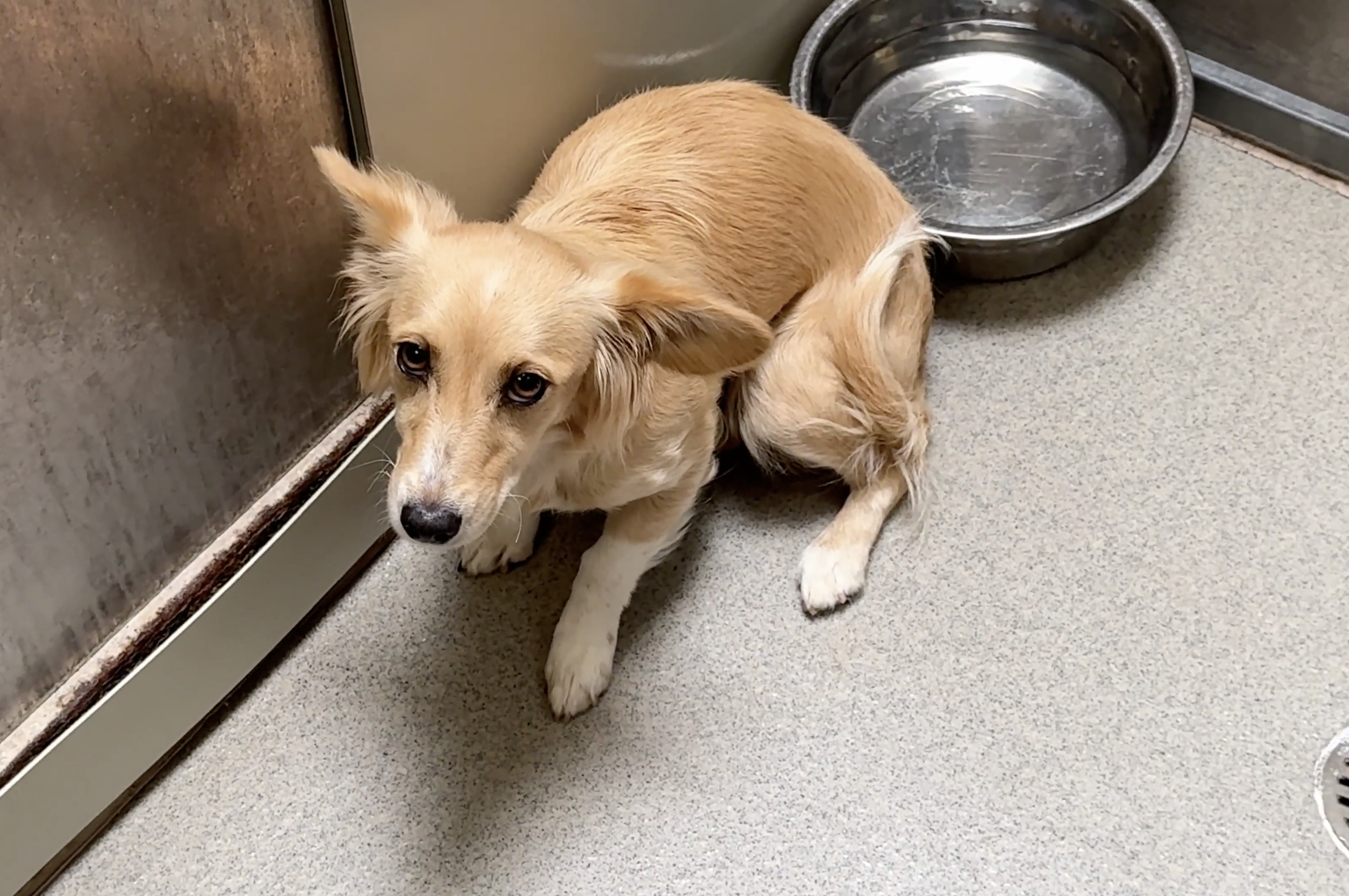 sitting with dogs 52: Piper