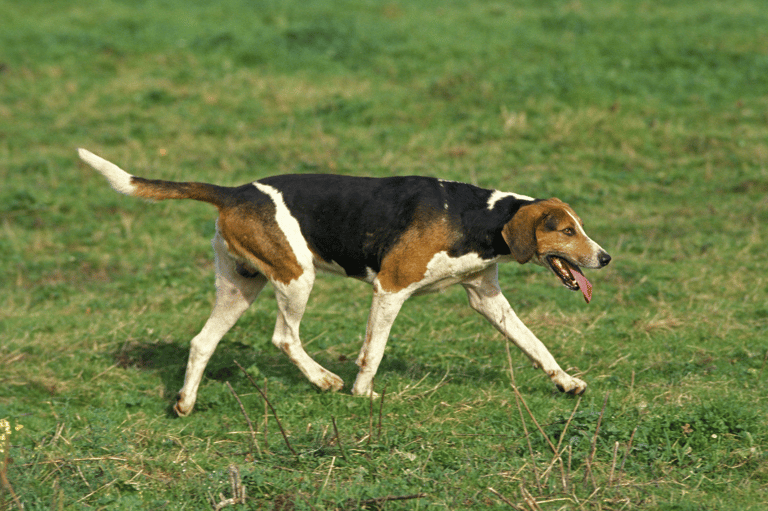 Dog Breeds On The Brink Of Extinction - English Foxhound