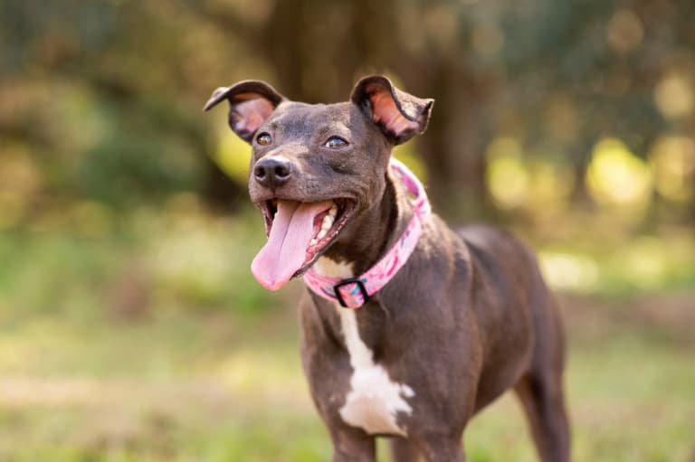 Pitbull Dog Names