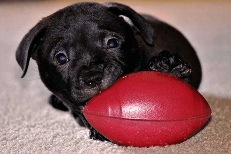 Football Inspired Dog Names
