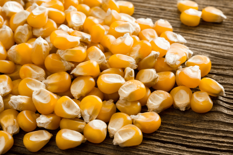 Can Dogs Eat Corn