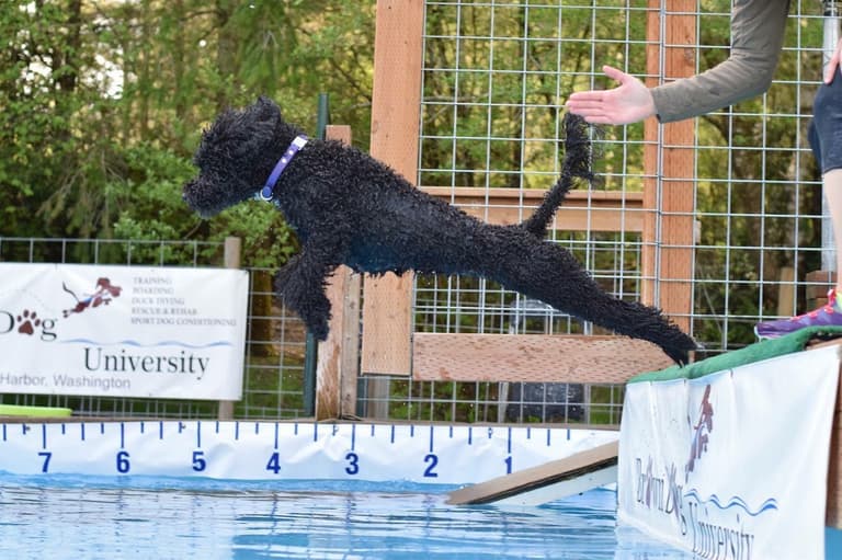 Do Dogs Like To Swim? Portuguese Water Dog