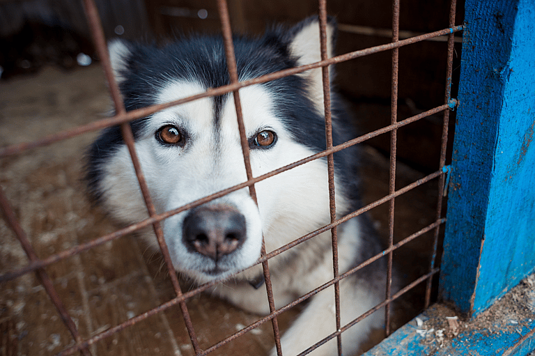 husky in shelter