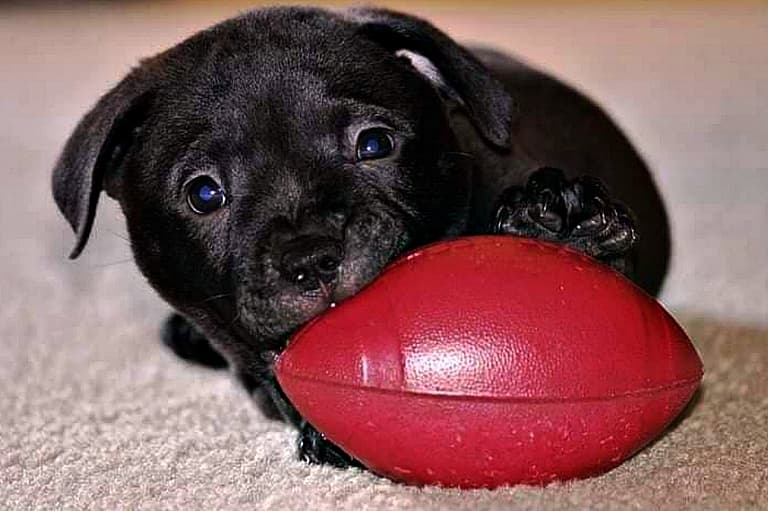 Football Inspired Dog Names
