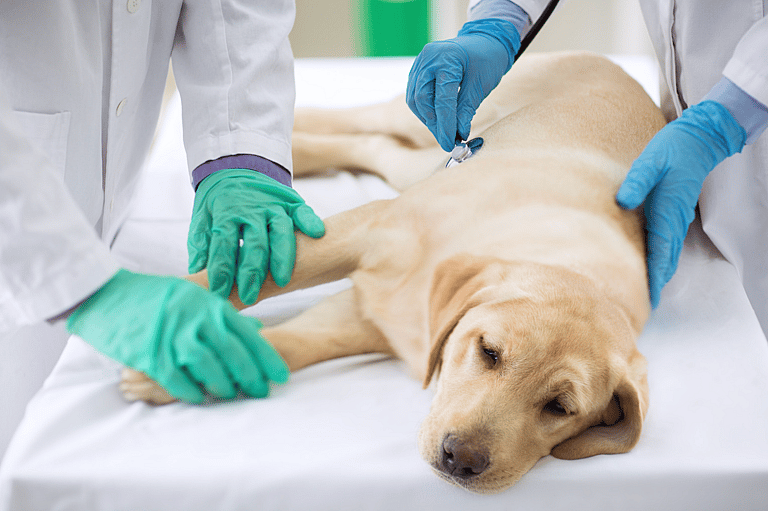 Can Dogs Eat Grapes?