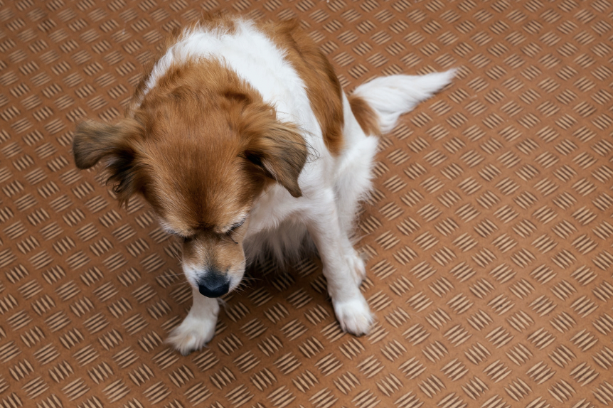 Can Dogs Drink Gatorade