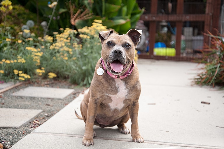 After Surviving Surrender & Severe Skin Infections, Sweet Senior Boo is Ready For A 2nd Chance