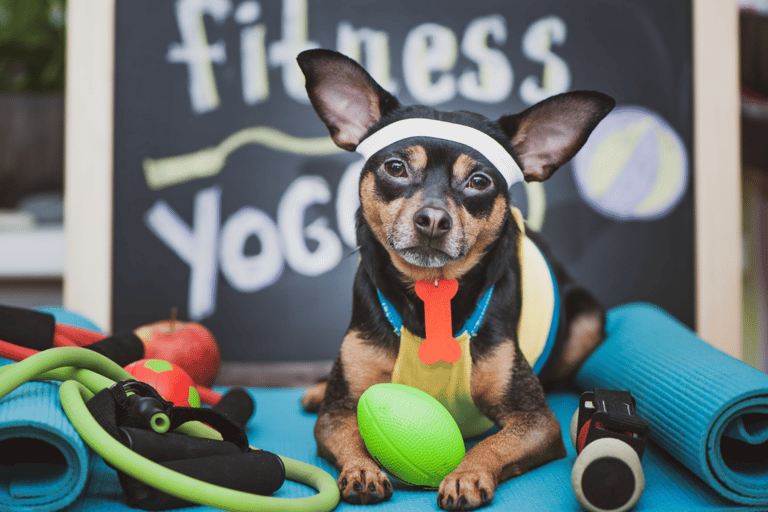 sporty dog
