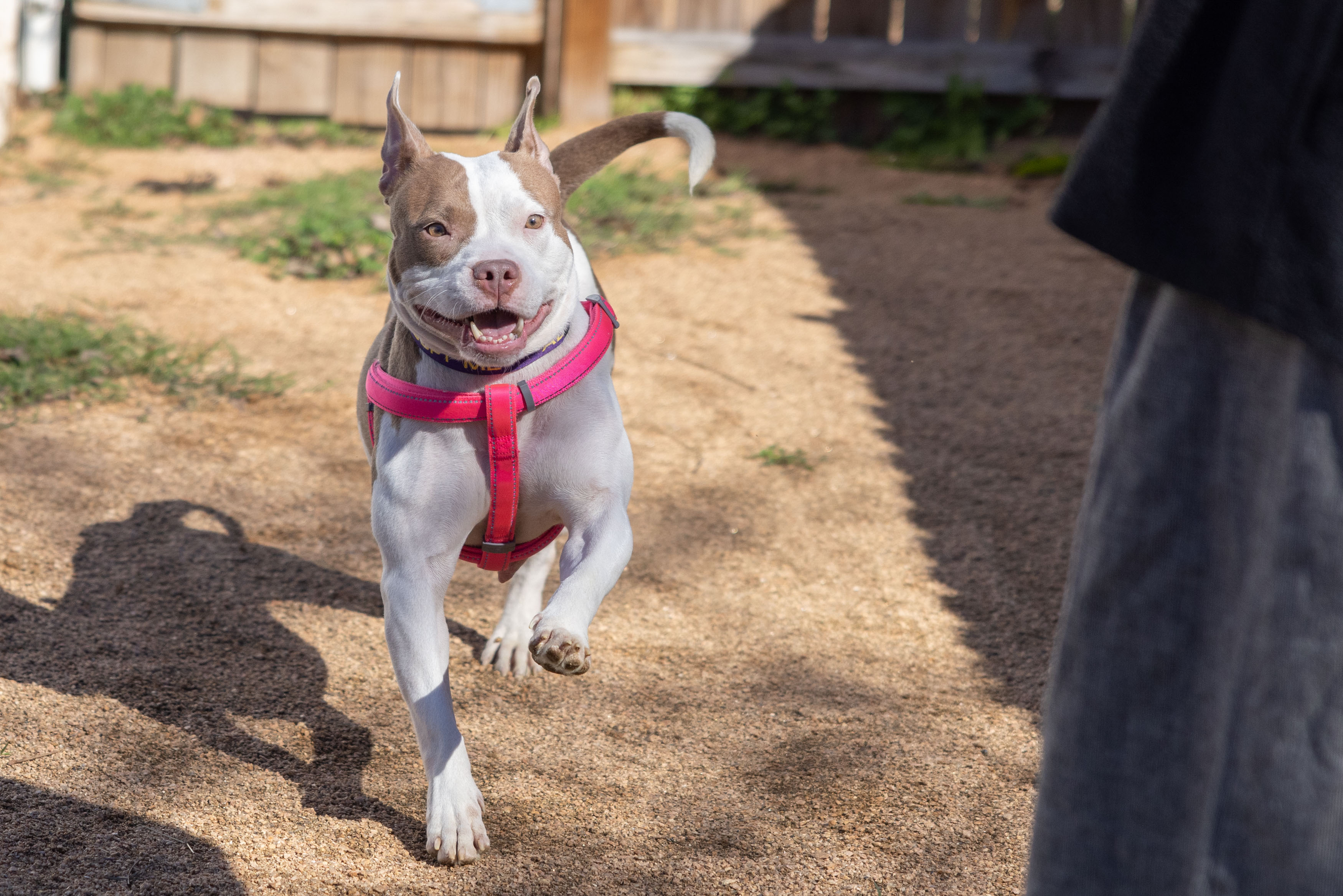 Dog up for adoption: After a Heart-Stopping Rescue, this Velcro Pooch Can't Stop 'Mooing' For A Permanent Home