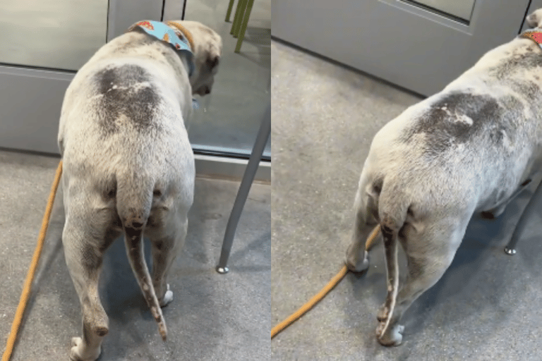 Deaf Shelter Dog With the ‘Most Beautiful Soul’ Needs a Loving, Forever Home