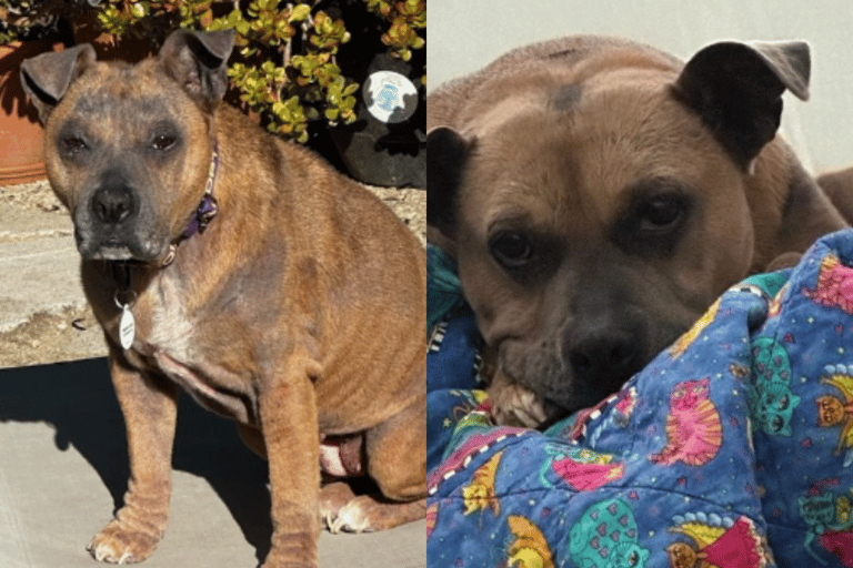This Senior Dog Gives the Best Snuggles, Only Thing She’s Lacking Is a Forever Person