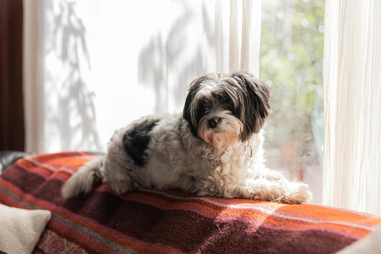Close up of a Shih Tzu lying on a chair by the window, the Shih Tzu's lifespan ranges between 10-18 years